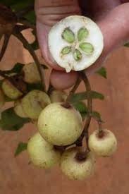 Ekebergia  senegalensis