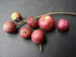 Ekebergia capensis
