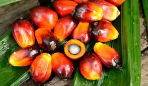 Elaeis guineensis