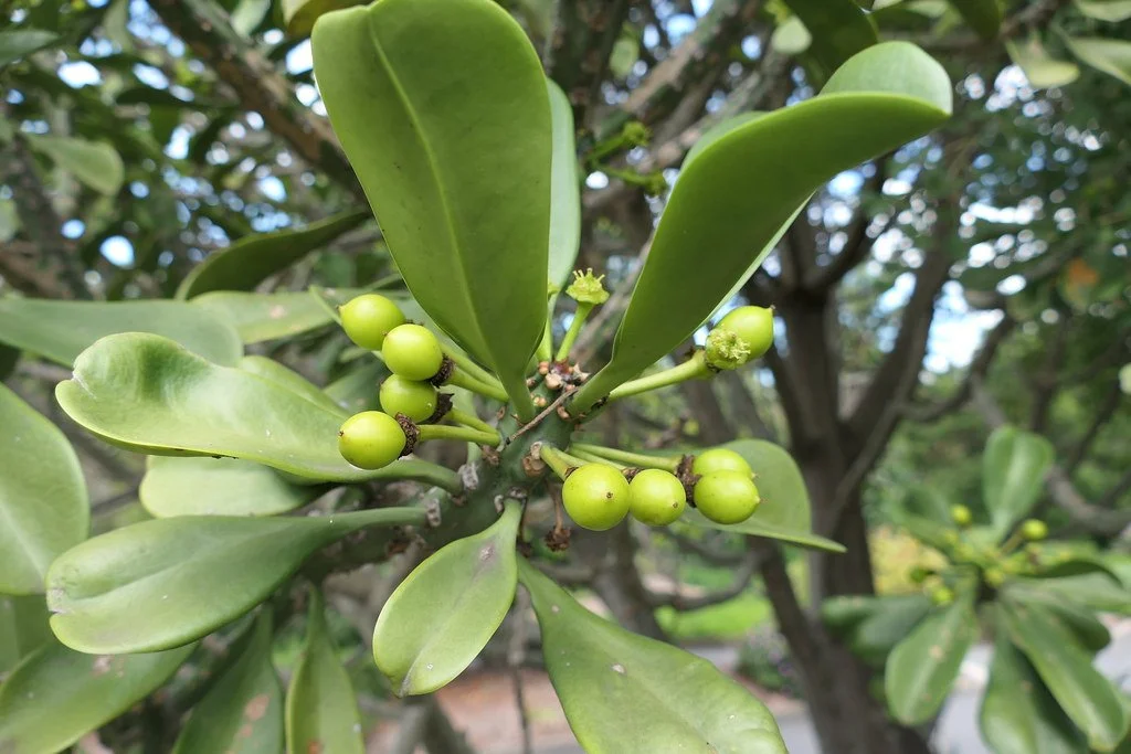 Elaeophorbia drupifera 