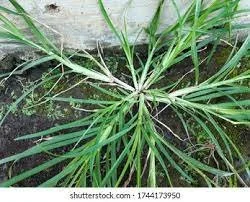 Eleusine indica