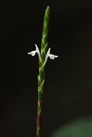 Elytraria marginata