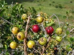 Embelia schimperi