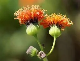 Emilia coccinea