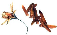Entandrophragma cylindricum 