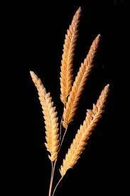 Eragrostis tremula