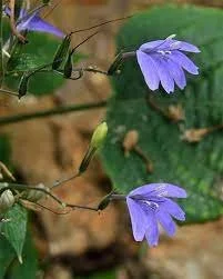  Eremomastax speciosa
