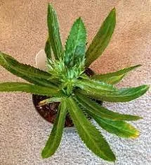 Eryngium foetidum