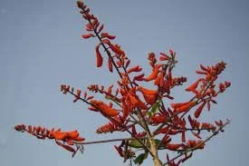 Erythrina senegalensis