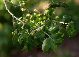 Erythrococca anomala
