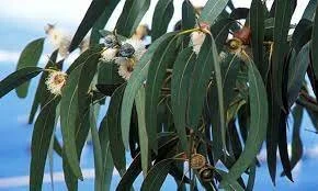 Eucalyptus globulus
