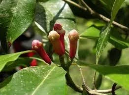 Eugenia aromatica