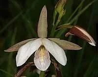 Eulophia millsoni