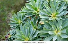 Euphorbia balsamifera