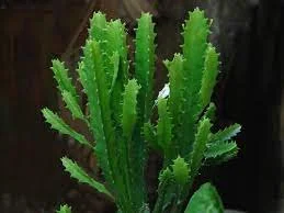 Euphorbia deightonii