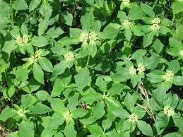Euphorbia heterophylla