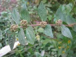 Euphorbia hirta  