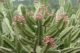 Euphorbia kamerunica