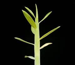 Euphorbia laterifolia