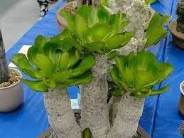 Euphorbia unispina