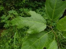Ficus asperifolia