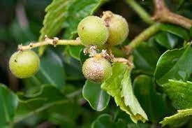 Ficus capensis