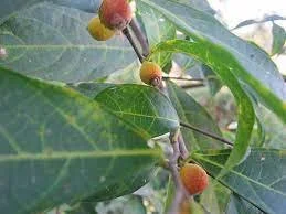 Ficus elegans  