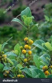 Ficus exasperata