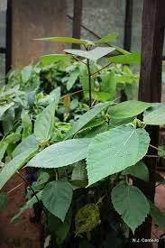 Ficus mucuso