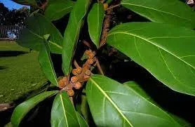 Ficus vogelii
