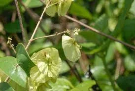  Flabellaria paniculata