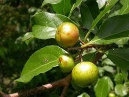 Flacourtia flavescens