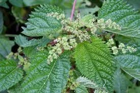 Fluerya aestuans