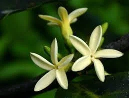 Funtumia africana