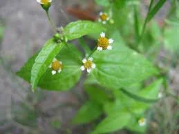 Galinsoga parvifloran