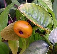Galinsoga pequeña