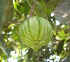 Garcinia manni