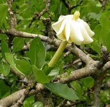 Gardenia ternifolia
