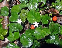 Geophila obvallata