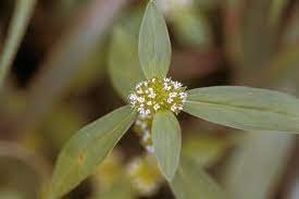 Gisekia pharmacioides