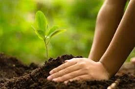 Afforestation