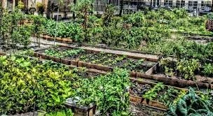 Community gardens
