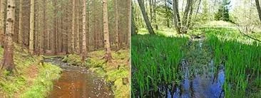 Ecological restoration
