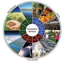 Ecosystem services