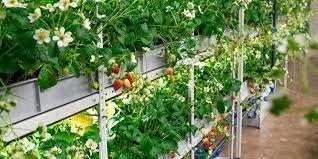 Hydroponics