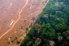 Rainforest depletion