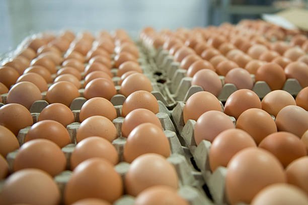  eggs in a chicken farm 