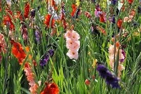 Gladiolus psittacinus
