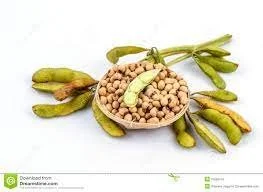 Glycine max