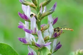 Glycyrrhiza glabra
